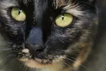 Lulu.jpg