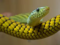 SNEK.jpg
