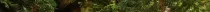 jungle.jpg