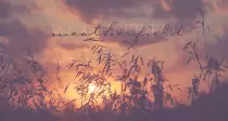 wf1.png
