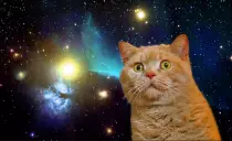 imagens/cat.jpg