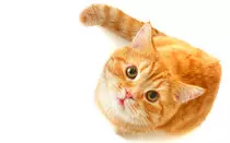 Cats/animals 0000196.jpg