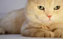 JS/animals 0000195.jpg