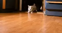 puppy race.gif