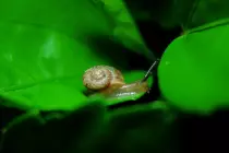 monstraveller/images/siput.png