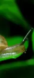 monstraveller/images/siput1.png