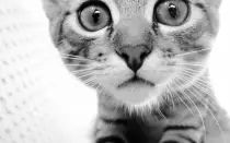curiouscat.jpg