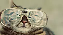 glassescat.jpg