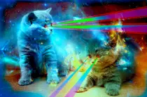 lasercats.gif