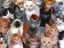 lotsofcats.jpg