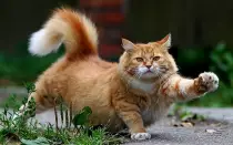 walkcat.jpg