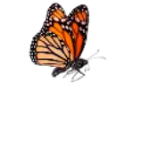 assets/butterfly/images/Poster.png