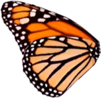assets/butterfly/images/wing.png