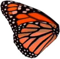 assets/butterfly/images/wing2.png