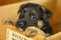 week1/puppy.jpg