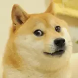 images/doge.jpg