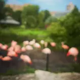 Images/Focusflamingos.jpg