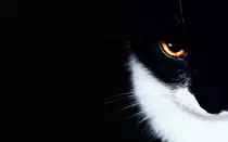 Sabue4.jpg