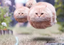 images/superCat.gif