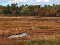weskeagmarsh.jpg
