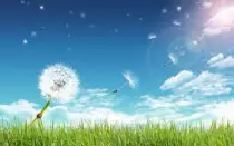 Dandilion.jpg