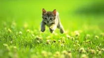 images/action_kitten2.jpg
