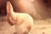 images/bunny.jpg
