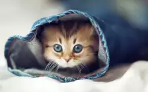images/kitteh4.jpg