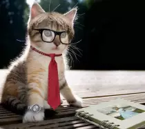 images/smart_kitteh1.jpg