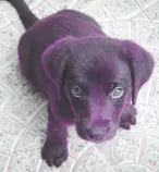 Puppy2.jpg
