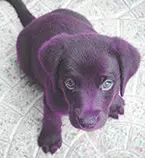 dog/images/puppy2.jpg