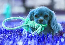 dog/images/puppy3.jpg
