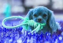 puppy3.jpg
