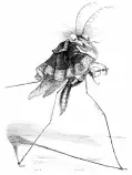 images/mosquito.jpg
