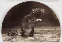 images/rat.jpg