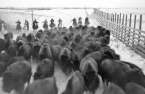 images/stampede.jpg