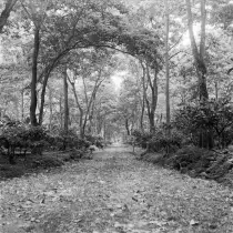 images/woods.jpg