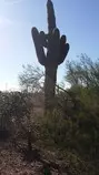 cactus1.jpg