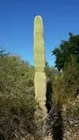 cactus2.jpg