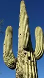 cactus3.jpg
