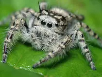 Spiders/Spider-HD-Images-1920x1080.jpg