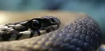 Ivan_Boreski2/Document_files/mamba.jpg