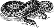 Ivan_Boreski2/Document_files/snake-37585_960_720.png