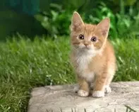 Animales_Domesticos/descarga (1).jpg