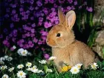 Animales_Domesticos/images (1).jpg