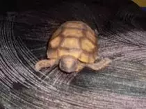 Animales_Domesticos/images (10).jpg