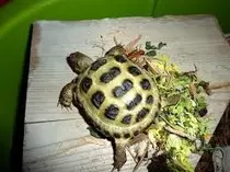 Animales_Domesticos/images (14).jpg
