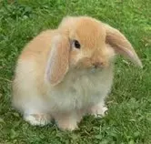 Animales_Domesticos/images (2).jpg