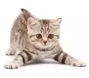 Animales_Domesticos/images (6).jpg