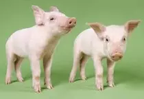 Animales_Domesticos/images (9).jpg